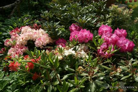 yflrh_DSC05725.JPG - Rhododendrons